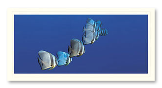 batfish-1 Batfish foto card