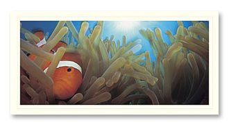 clownfish-1 Clownfish foto card