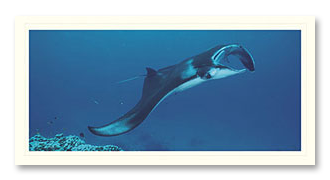 manta-1 Manta foto card