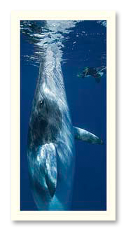 minkewhales-2 Minke Whale foto card