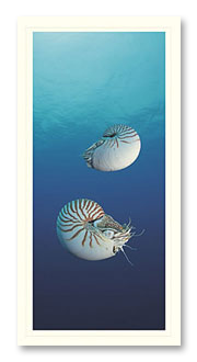 nautilus-1 Nautilus foto crad