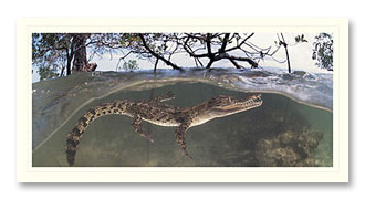 saltie-1 Saltwater Crocodile foto card