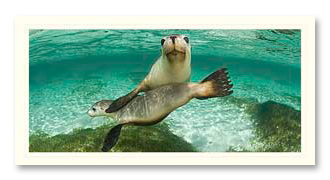 sealions-1 Australian Sealion foto card