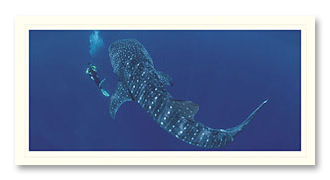 whaleshark-1 Whale Shark foto card