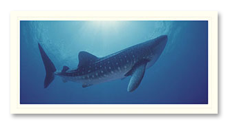 whaleshark-3 Whale Shark foto card