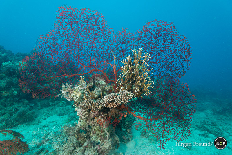 Lark Reef - Big Gorgonian fan coral in the Great Barrier Reef. Beside it are Fire corals -colonial marine organisms that look rather like real coral. Technically they are not corals, since they are more closely related to Hydra and other hydrozoans.