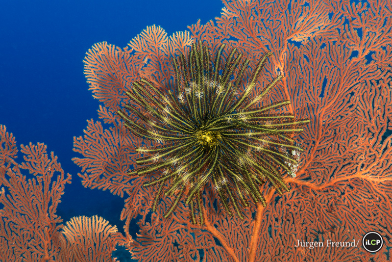 Featherstar or Crinoid attached to a gorgonian fan coral.