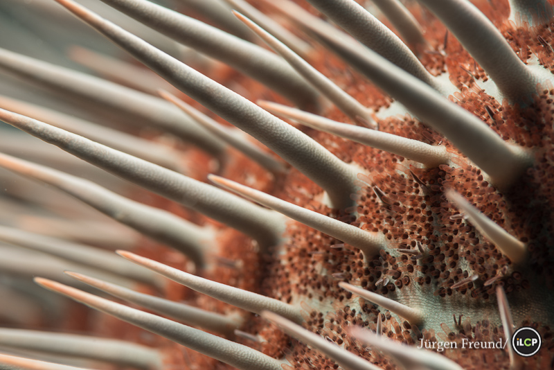 Close-up of the deadly thorns of crown of thorns starfish.