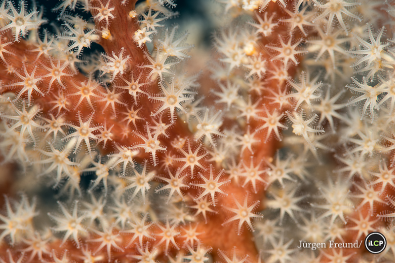 Individual polyps of a fan coral. These types of corals are called octo-corals, which means that the polyps have each eight tentacles.