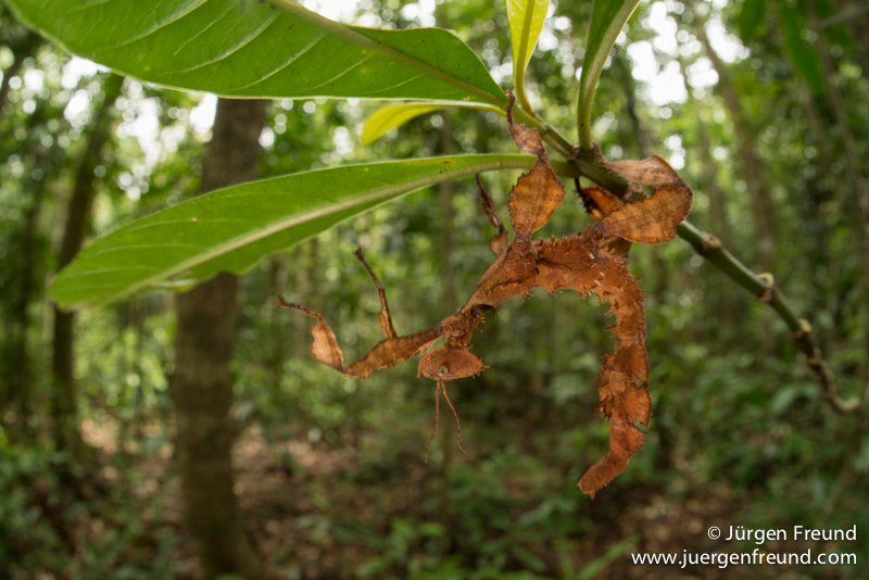Female Spiny Leaf insect in rainforest