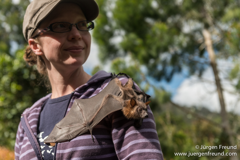 Wildlife carer Ashleigh Johnson with a little red flying fox on her shoulder.
